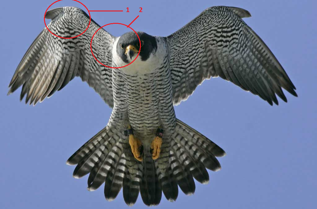 falcon wing