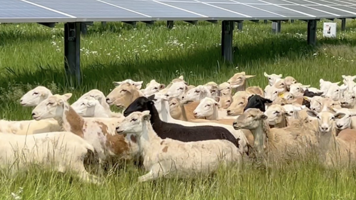 sheep solar farm